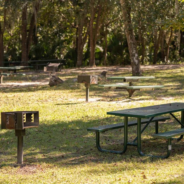 CONTACT US OCALA NATIONAL FOREST ALLIANCE